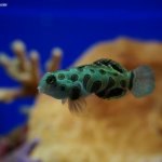 DSC03669_resultat_c2i-150x150-1