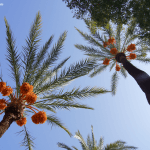 DSC06092-20170911_c2i-150x150-1