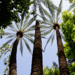 DSC06262-20170913_c2i-150x150-1