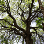 DSC06271-20170913_c2i-150x150-1