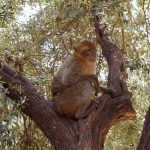 DSC06201-20170912_c2i-150x150-1