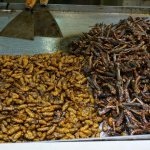 DSC03186_1_c2i-150x150-1