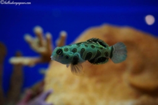 DSC03669_resultat_c2i