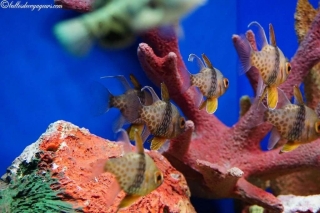 DSC03670_resultat_c2i