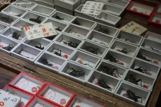 DSC03778_resultat_c2i